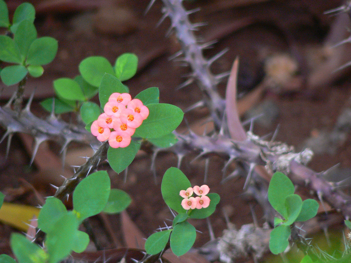 Euphorbia milii (700x525, 248Kb)