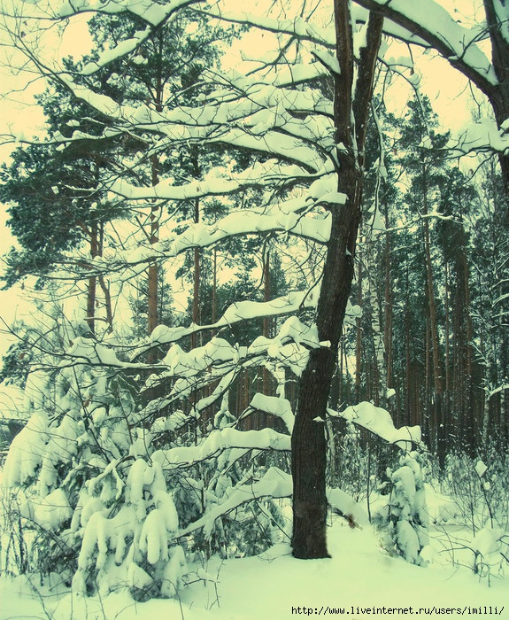  DSCF3294 (575x700, 459Kb)
