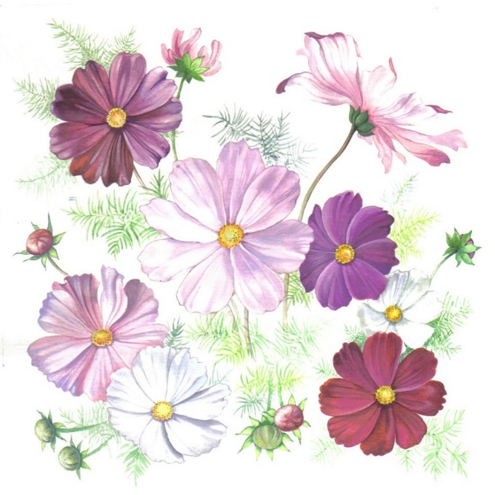 cosmea (700x700, 273Kb)