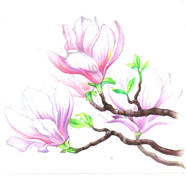 magnolia1 (600x580, 67Kb)