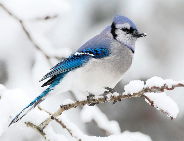 94566317_large_1 (700x537, 47Kb)