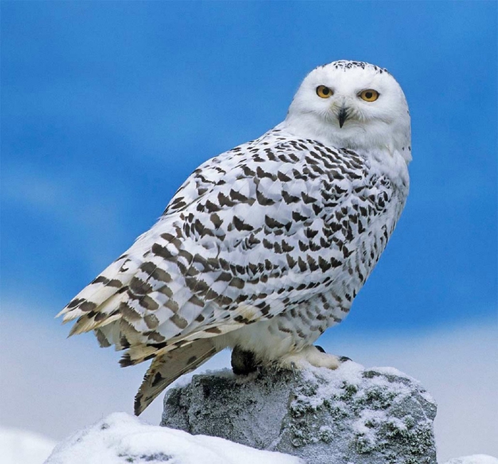 94566326_large_6 (700x651, 299Kb)