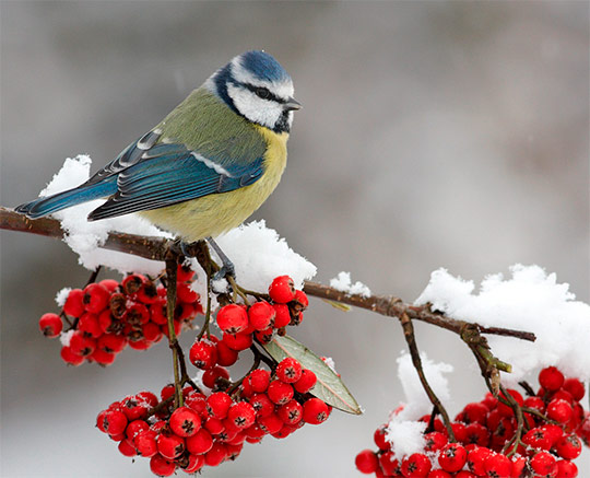 94566332_large_10 (540x437, 60Kb)