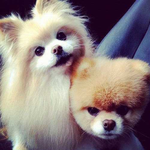 tumblr_mb58kf1Wg51r3erz9o1_500 (500x500, 204Kb)