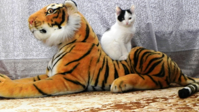 DSCN9885 (700x393, 217Kb)