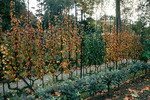  espalier-fruit-trees-1 (450x300, 76Kb)