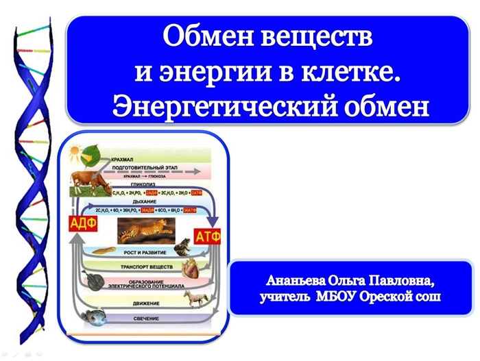 Обмен веществ презентация 10 класс. Энергетический обмен веществ в клетке. Обмен энергии в клетке. Энергетический обмен в клетке рисунок. Обмен веществ энергии в клетке жизненный цикл клетки.