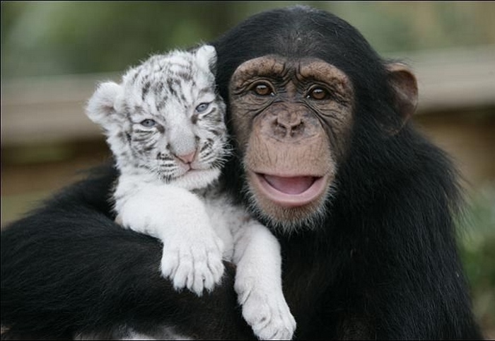 monkey (700x482, 119Kb)