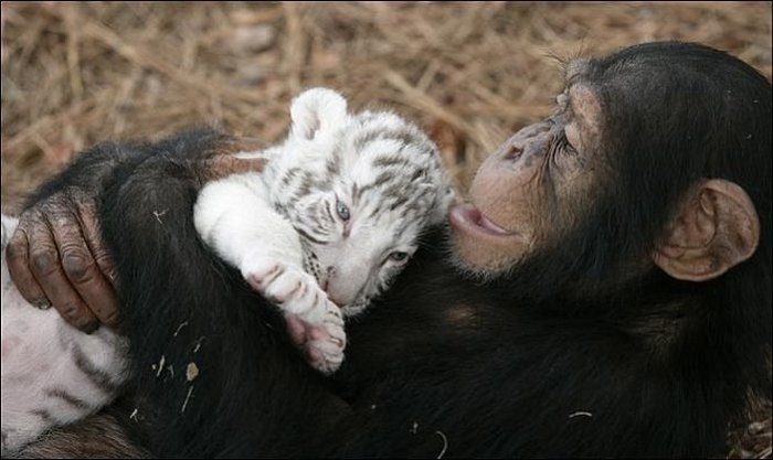 monkey3 (700x417, 52Kb)