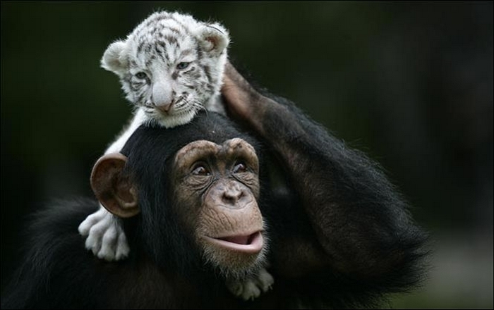 monkey4 (700x440, 147Kb)
