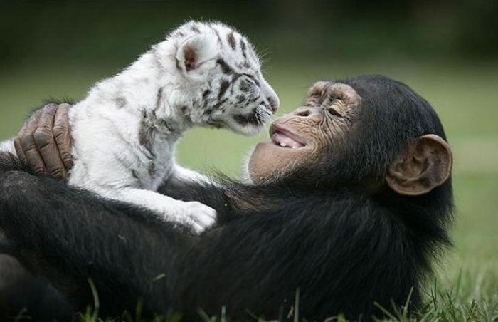 monkey6 (700x452, 102Kb)