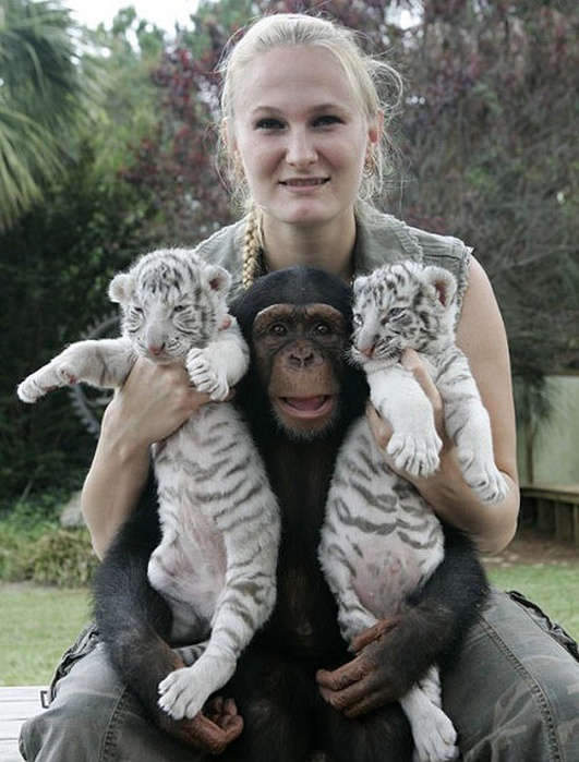 monkey7 (531x700, 132Kb)
