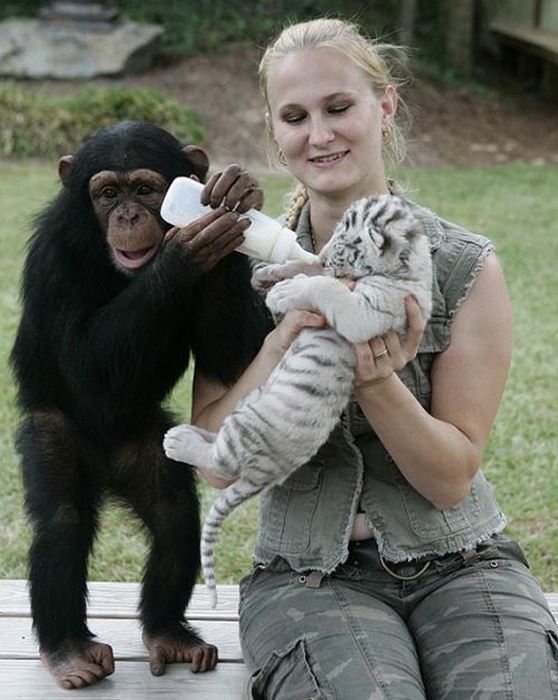 monkey8 (558x700, 127Kb)