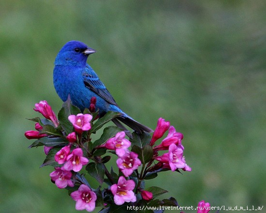 71310611_FUNNYANIMALSfunnyanimalsnaturebirdbirdsflowers_large1 (550x440, 123Kb)