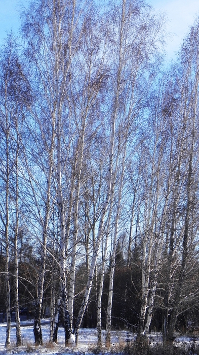 DSCN0031 (393x700, 305Kb)