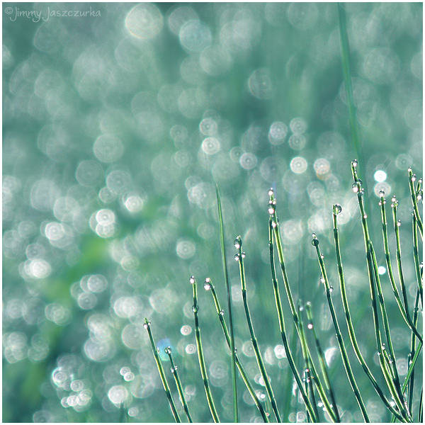 1901311_Magic_Grass_by_JimmyJaszczurka (600x600, 407Kb)