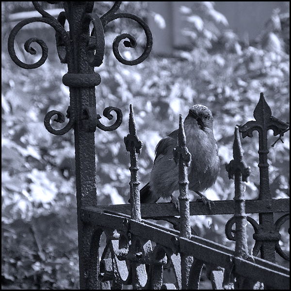 1901311_Monochrome_Bird_by_JimmyJaszczurka (600x600, 366Kb)