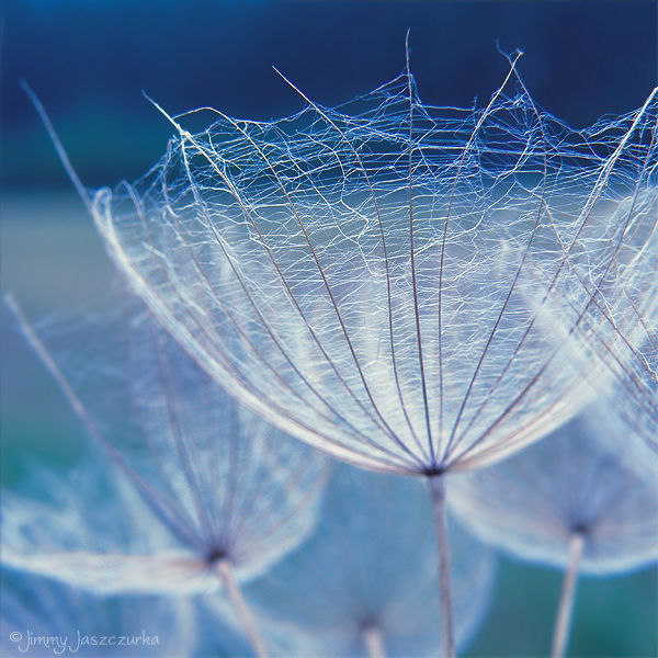 1901311_the_dandelion_seed_by_jimmyjaszczurkad2zqddb (600x600, 434Kb)