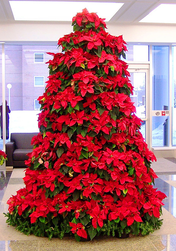 poinsettia_live_tree1 (351x500, 176Kb)