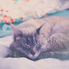 cute1 (100x100, 18Kb)