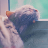 cute5 (100x100, 17Kb)