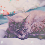 cuteav3 (150x150, 38Kb)