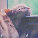 cuteav7 (150x150, 44Kb)