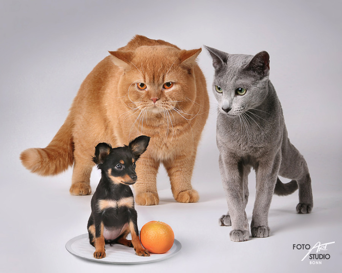 4826692_3758250_large (700x559, 135Kb)