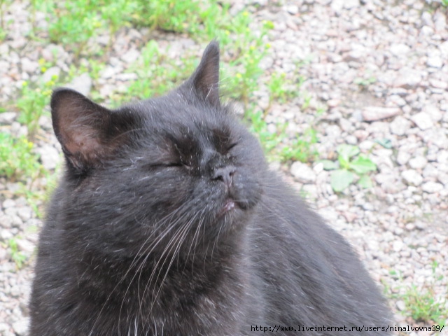 IMG_1118 (640x480, 192Kb)