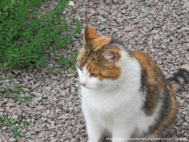IMG_1113 (640x480, 262Kb)