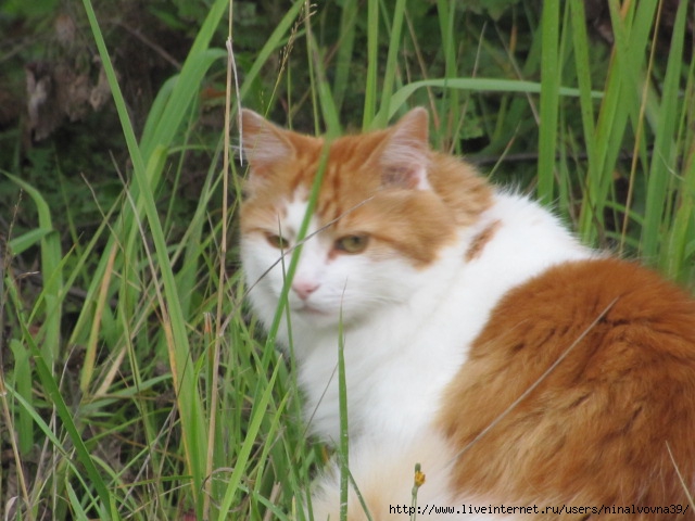 IMG_1187 (640x480, 183Kb)