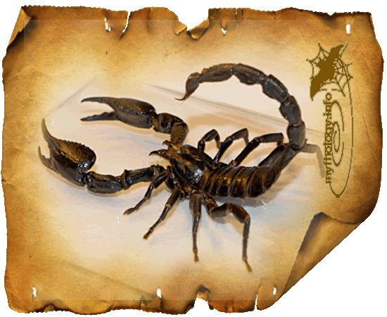 scorpion (550x450, 125Kb)