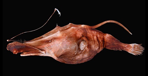 Самые странные рыбы в мире