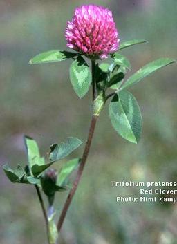 Trifolium_pratense (256x353, 13Kb)