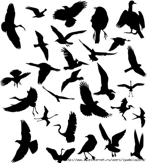 birds-03 (500x553, 115Kb)