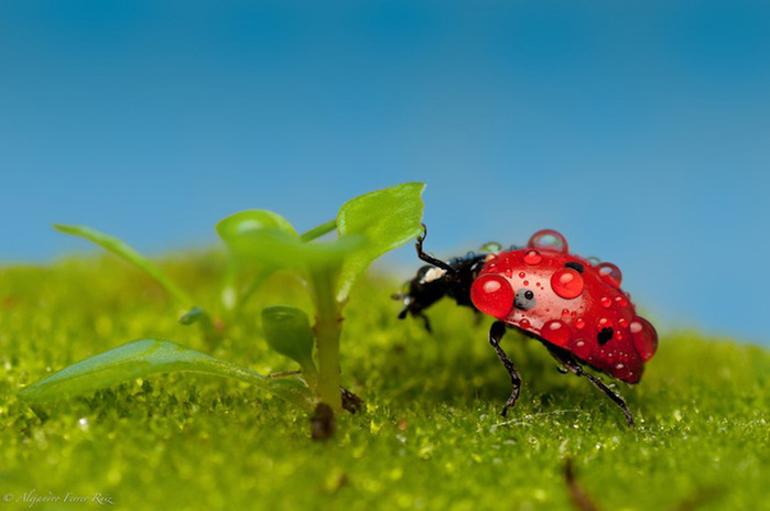 Ladybugs-3 (700x464, 74Kb)