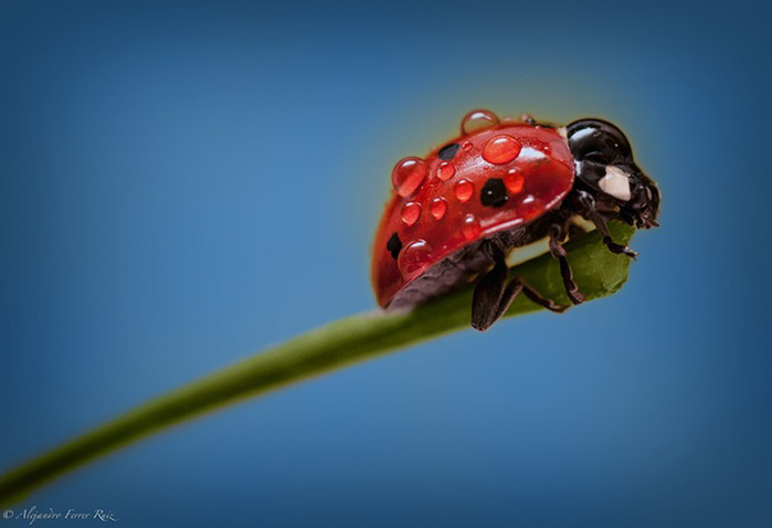 Ladybugs-9 (700x478, 48Kb)