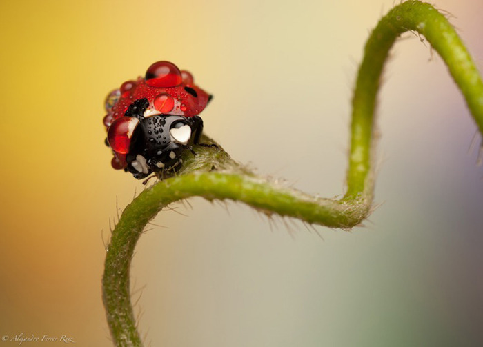 Ladybugs-10 (700x503, 56Kb)