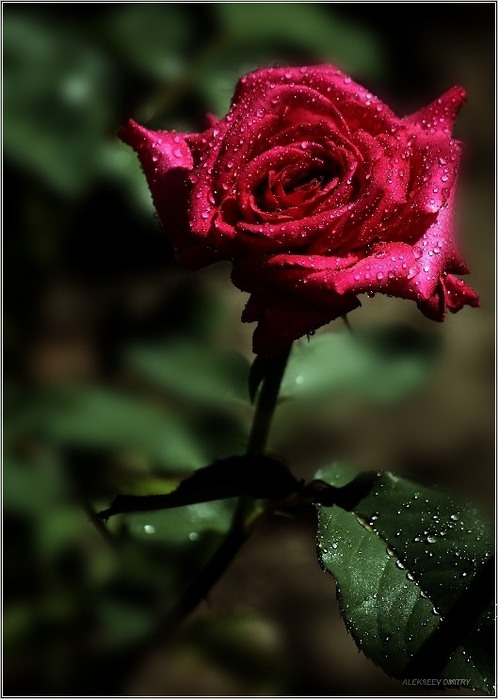 72193516_0_60b1f_2ed9ea76_XL (498x699, 72Kb)