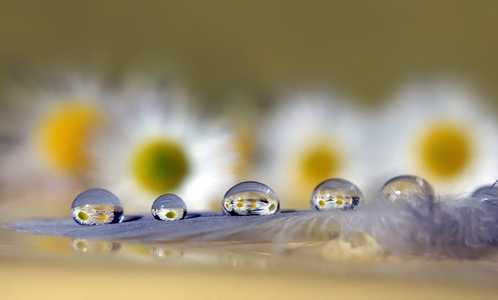 2990401_large (700x422, 99Kb)