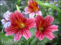 salpiglossis001 (240x180, 12Kb)