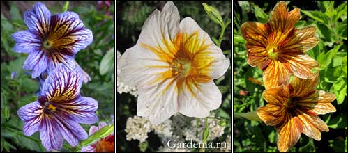 salpiglossis0011 (499x220, 29Kb)