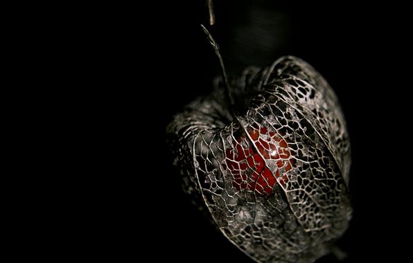 чувства (596x380, 20Kb)