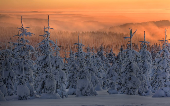 winter-snow-spruce-fir-trees-forest-fog-sunset-twilight-nature (700x437, 92Kb)