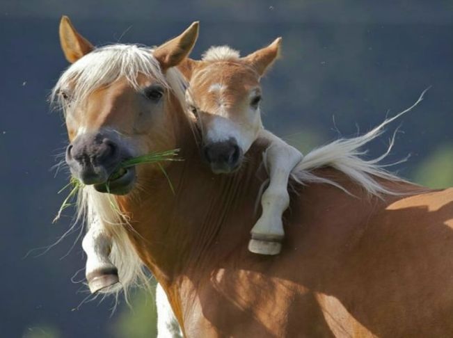 animal_mom_and_baby_11 (651x486, 35Kb)