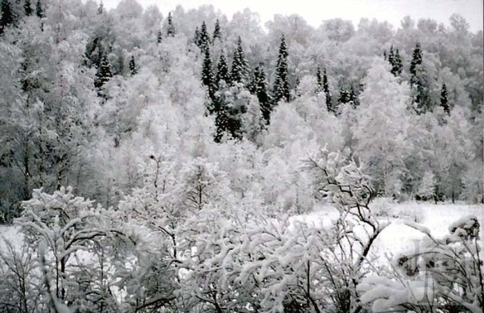 Картинки салаирский кряж