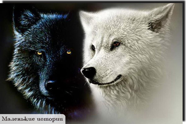 61ed379a09b86d6a2867a2e506a08c781 (600x400, 78Kb)