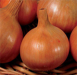 onion_3 (250x243, 14Kb)