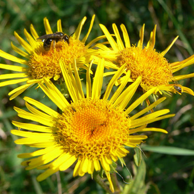 inula-helenium-l-002b (400x400, 58Kb)