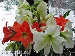 gippeastrum006 (240x180, 10Kb)